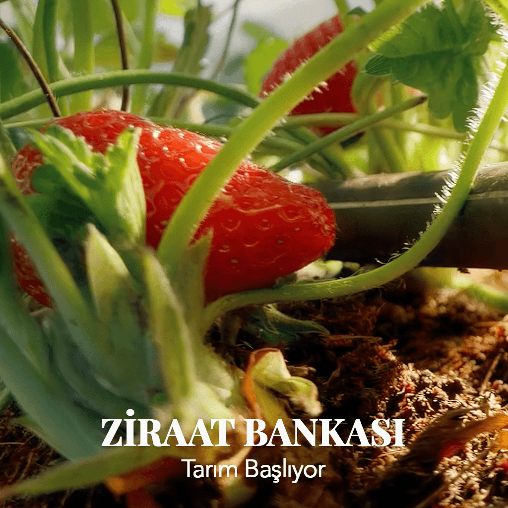 ZİRAAT BANKASI "TARIM BAŞLIYOR"